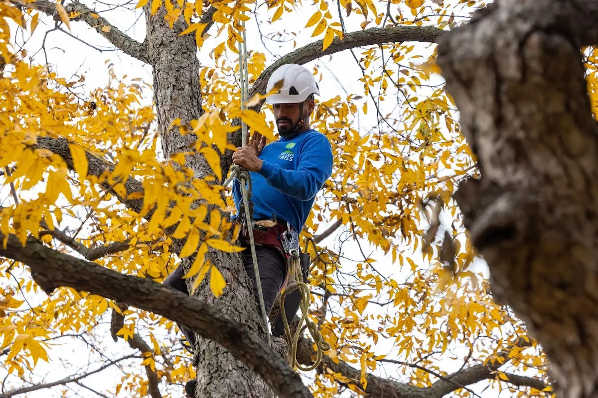 Skilled Tree Trimming crew working in Brogan